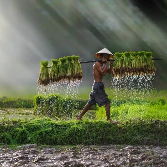 Beautiful image of a farmer in rice paddies in Vietnam.