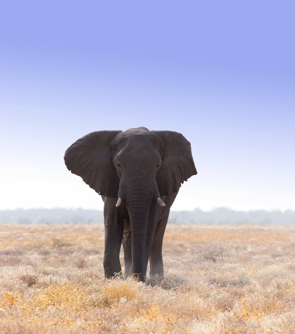 Dmaraland in Namibia is home to a diverse set of wildlife.