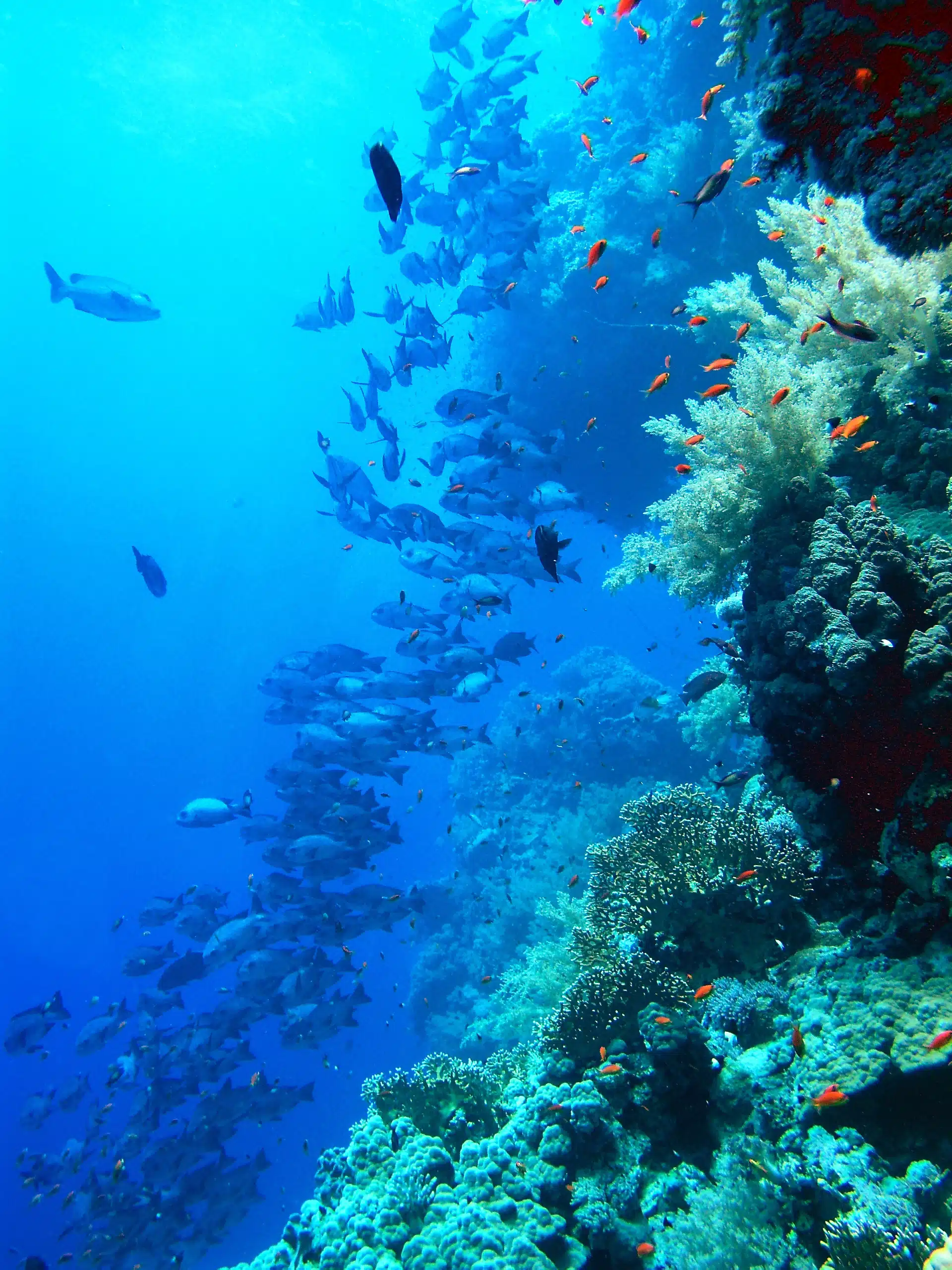 Kadavu, One of the best places in the world to dive in Fiji.